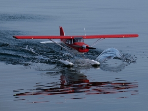 Wasserfliegen 08-2021